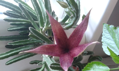 Ranní přívítání