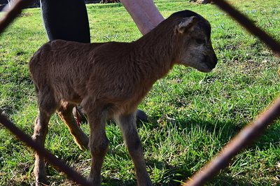 Nesoutěžní - Už je mi asi 5 (hodin)