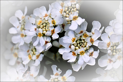 Štěničník - Iberis sempervirens