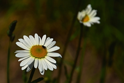 Kopretiny