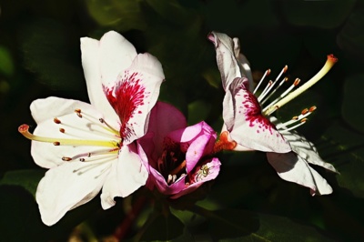 Rododendron (Hachmann's Charmant)