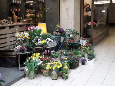 Tulipány z průchodu