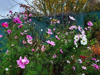 20201107-162833.jpg