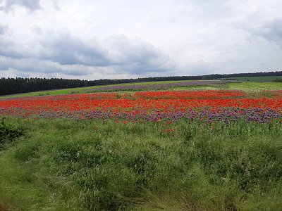 20210612-115555.jpg