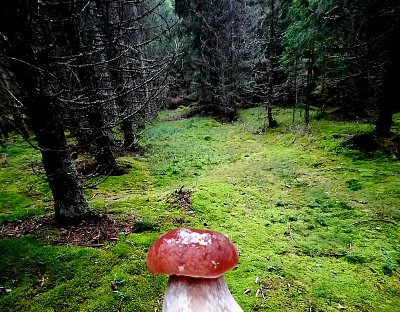 Tam za hřibem je LES