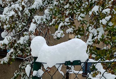Kdysi se nám na plotě zrodil vánoční beránek...