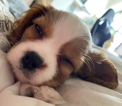 Miluše Hasenohrlová