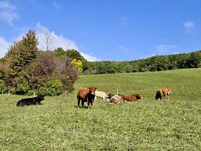 ... a ten vůl jako kůl ...