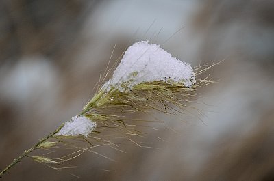 Zimní detail