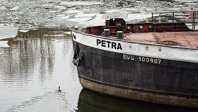 Petra a kormorán *