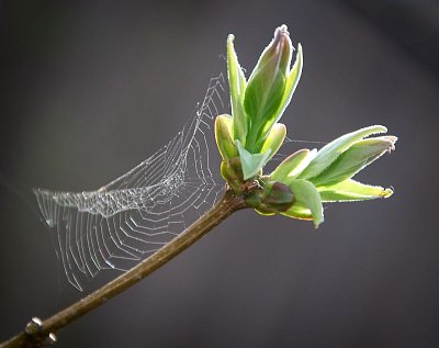 Jarní pavučinka
