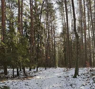 Dnešní procházka lesem