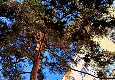 Borovice, slunce a dům