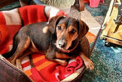 Dagobert von Bahnhof y Nuez *