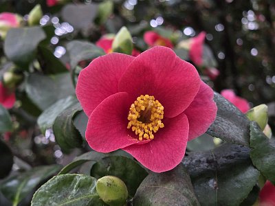 Kamélie aneb japonská růže