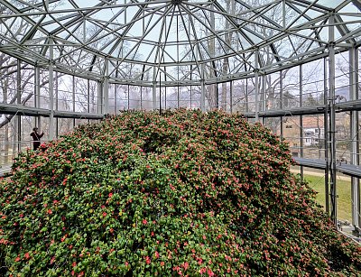 Pillnitzer Kamelie *