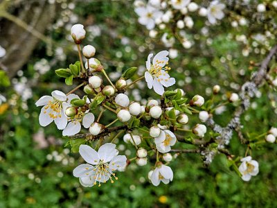 Krásnou Bílou sobotu přeji všem na íčku