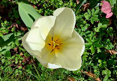 Pohled do hlubin Fanfánovy duše  *