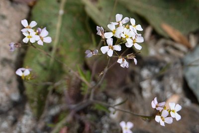 21 - AI mi poradila řeřišník písečný.