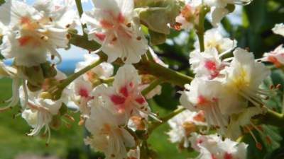 Pod rozkvetlým kaštanem