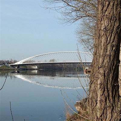 Pohled od stromu