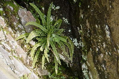 23 - Kapraď sleziník.