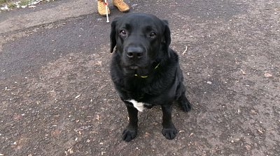 Procházka v novém roce * pejsek je z vedlejšího sídliště