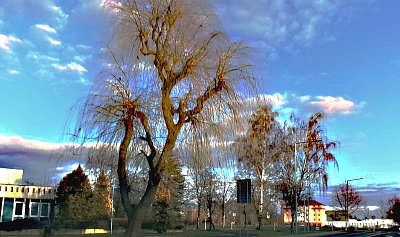 Vraní strom v Lovosicích *