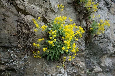 25-tarice-skalni.jpg