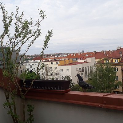 29-rozhlizi-se.jpg