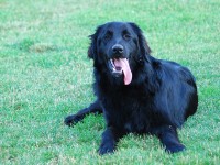 Pět psů získalo ceny
za hrdinské činy