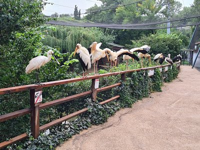 Hřadující čápi