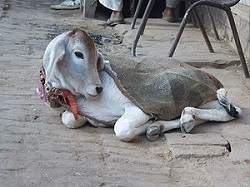 3. Polední siesta v Indii