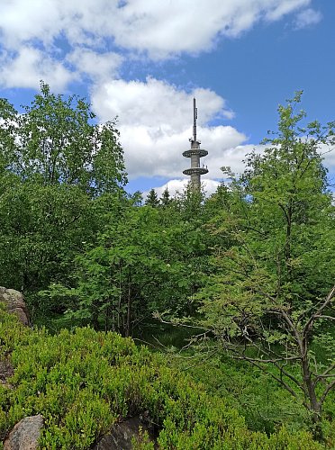 Věž