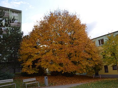30-85.jpg