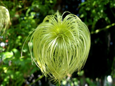 Krásná ozdoba keře