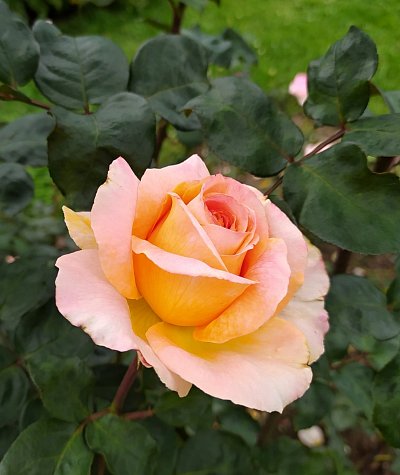 30-ruze-2-.jpg