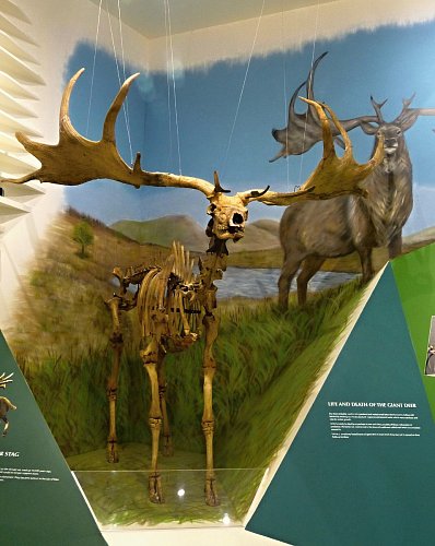 31-museum-man-05-obri-kostra-jelena.jpg