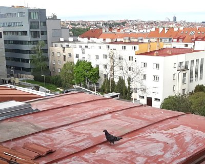 31-uz-se-prochazi-po-strese.jpg