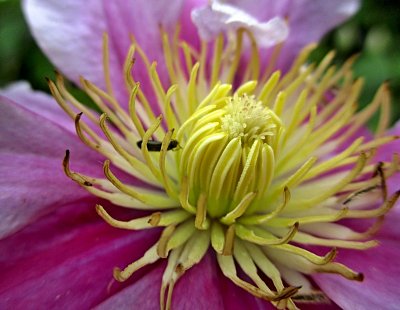 33-clematis-img-1233m-1.jpg