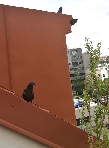 33-holoube-na-strese-sleduje-holub.jpg