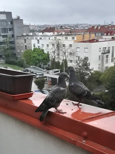 39-stale-se-rozhlizeji.jpg