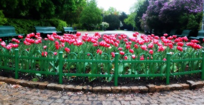 Tulipány