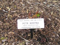 Růže Petra Kostky