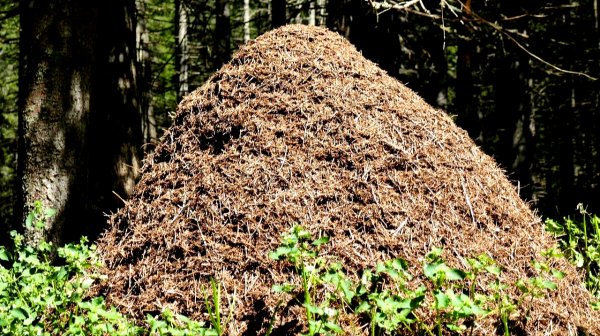 42dad8beec5328b02b92599a04ca943c/nico146-ants-1890507-1280.jpeg