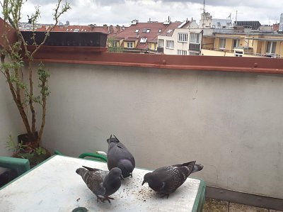 43-holoubata-zobaji-spolu-s-holubem.jpg