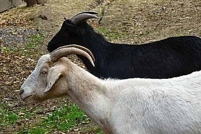 44-cerna-a-bila.jpg