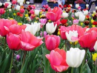 Tulipány