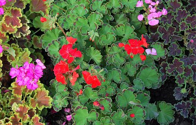 Seriál o letničkách: Čapí nůsky, dnes muškáty nebo pelargonie