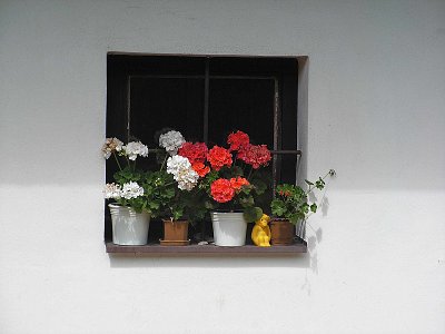 5 Pelargonie na vsi.jpg